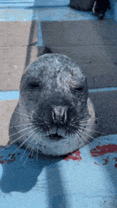 a close up of a seal 's face with a blue background