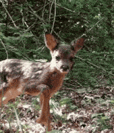 a baby deer is standing in the grass in the woods .