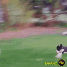 Banano Stom GIF - Banano Stom Dog GIFs