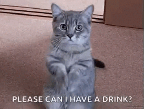 Give Food Cat GIF - Give Food Cat Adorable GIFs