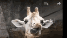 Giraffe Tongue GIF - Giraffe Tongue GIFs