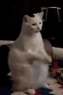 Funny Animals Cat GIF - Funny Animals Cat Cats GIFs