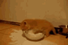 Getting That Milk GIF - Cats Cute Spill GIFs