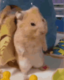 Sad Hamster GIF - Sad Hamster Hamster Meme GIFs