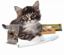 Cat Weed GIF - Cat Weed Blunt GIFs