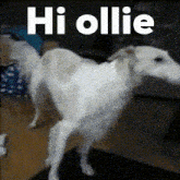 Ollie Ollie Server GIF - Ollie Ollie Server GIFs