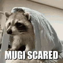 Mugi Raccoon Mugi Scared GIF