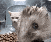 Cat Stray Cat GIF - Cat Stray Cat Hedgehog GIFs