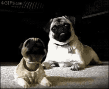 Adorable Pug GIF - Adorable Pug Dog GIFs