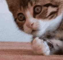 Kitty Shocked GIF - Kitty Shocked Surprised GIFs