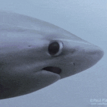 a close up of a shark 's head with its mouth open