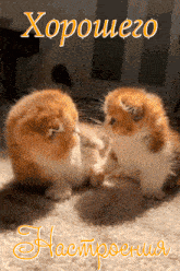 two kittens are looking at each other on a greeting card that says " хорошего настроения "