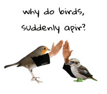two birds giving each other a high five with the words why do birds suddenly appear