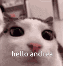 Greetings Andrea Hello Andrea GIF