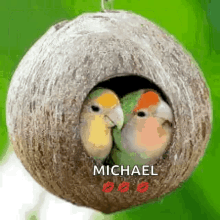 good morning bird nest michael lips