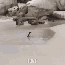 Penguin Love GIF - Penguin Love Cute GIFs