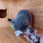 Paragwontbms Cat Vomit GIF - Paragwontbms Cat Vomit GIFs