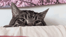 Token Token Cat GIF - Token Token Cat Cat GIFs