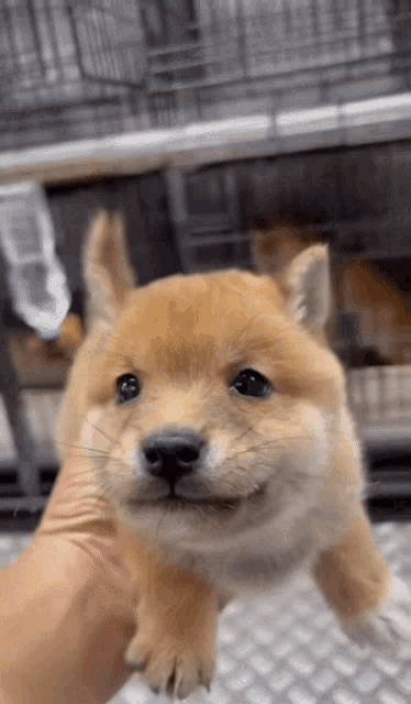 Shiba Cute Dog GIF - Shiba Cute Dog Puppy - Discover & Share GIFs
