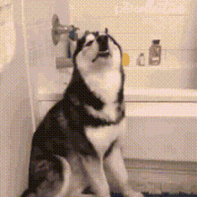 a husky dog is sitting in a bathroom next to a bathtub .