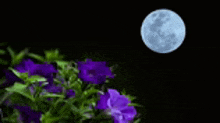 a full moon is visible in the night sky behind a bunch of purple flowers .