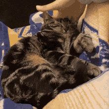 Bedtime Squish GIF - Bedtime Squish Cat GIFs