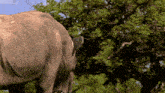 a close up of a rhino 's back with trees behind it