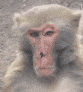Monkey Sight GIF - Monkey Sight You Are Daring GIFs