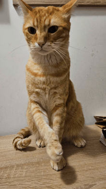 a cat sitting on a wooden table with its paws crossed