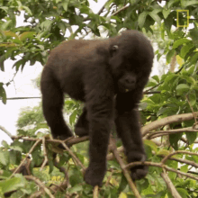 Holding Onto Branch Protecting Orphaned Gorillas GIF - Holding Onto Branch Protecting Orphaned Gorillas Mission Critical GIFs