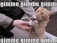 a cat drinking from a bottle with the words gimme gimme gimme on the bottom