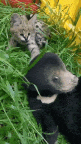 a cat and a bear are playing in the grass together .