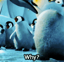 Happy Feet Why GIF - Happy Feet Why Because Fuck You GIFs