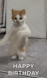 a cat is standing on its hind legs on a floor and dancing .