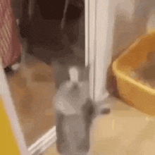 Cat Dance On Door Glass Door Window Jump GIF - Cat Dance On Door Glass Door Window Jump GIFs