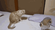 Owl And The Pussycat GIF - Cat Barn Owl Owl GIFs