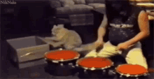 GIF