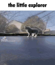 The Explorer Dingus GIF - The Explorer Dingus Dingus Cat GIFs