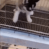 a black and white dog is standing on a cage .