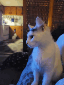 White Cats GIF - White Cats Cat GIFs