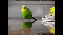 Speed Parrot GIF - Speed Parrot Explosion GIFs