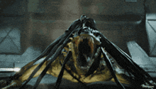 a close up of a spider with its mouth wide open