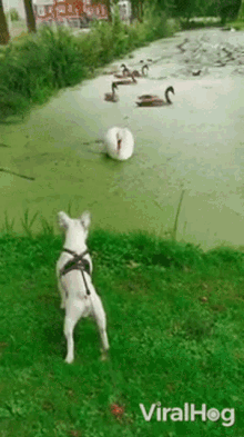 Scared French Bulldog GIF - Scared French Bulldog Swan GIFs