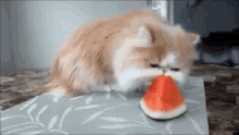 Cat Watermelon GIF - Cat Watermelon Sniffing GIFs