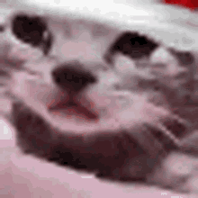 Cat Cry GIF - Cat Cry GIFs