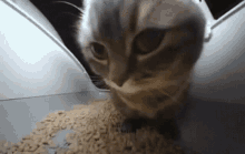 Cat Vibe GIF - Cat Vibe Are You Serious GIFs