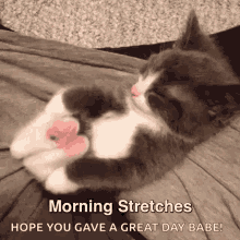 Stretching Cat GIF - Stretching Cat Morning Stretches GIFs