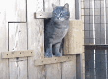 Hey There Cat GIF - Hey There Cat Kitten GIFs