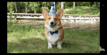 Corgi Birthday GIF - Corgi Birthday Dog GIFs