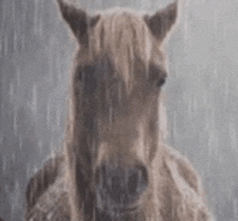a close up of a horse in the rain .